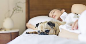 5 Best Mattress for Allergies